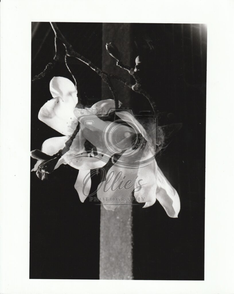 Flower1_20260512_0001