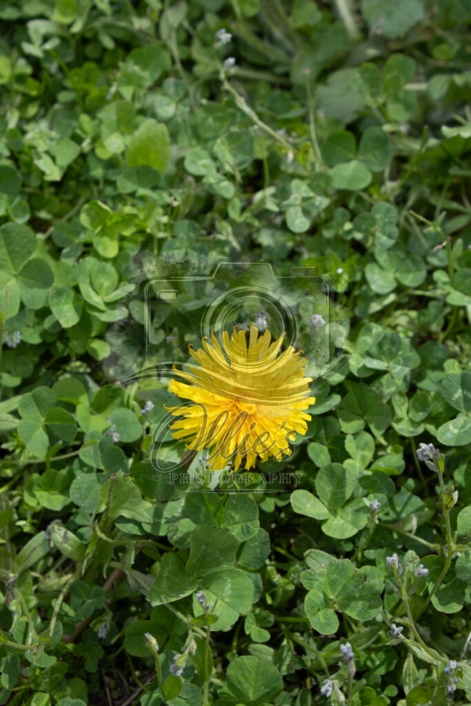 dandelion