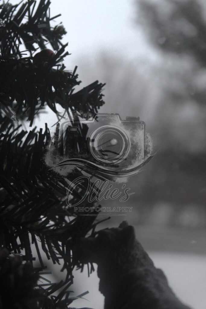 tree2